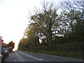 Trees by Queen Street, Sandhurst