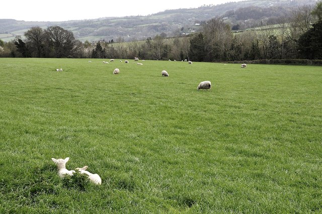 Farmland near English Bicknor