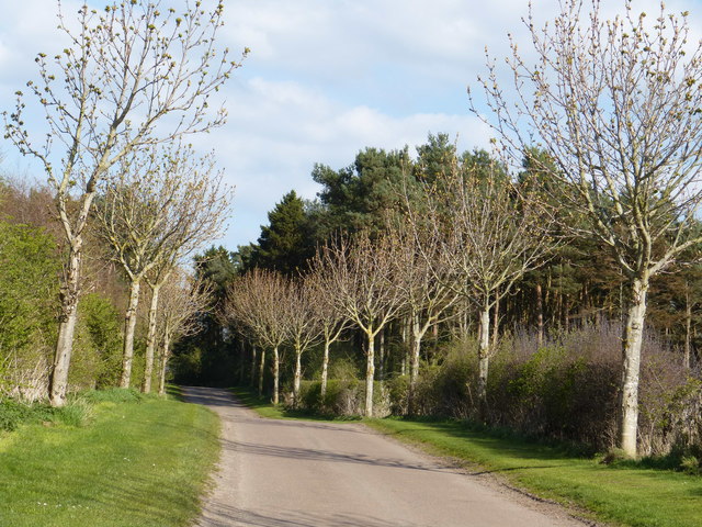 Avenue of trees on Road leading to Duddo from the West