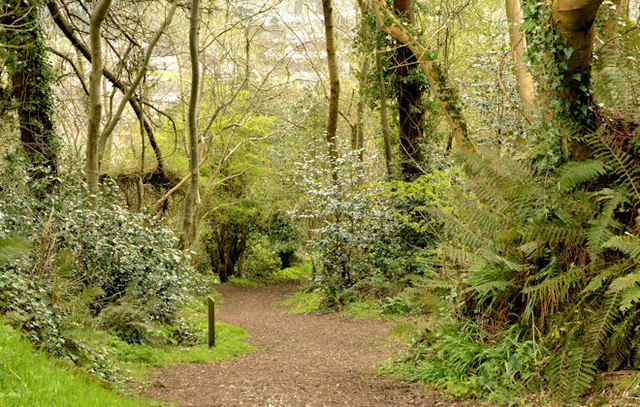 Woodland path, Carnmoney Hill, Newtownabbey - April 2014(2)