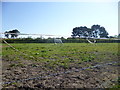 Burton, horse grazing