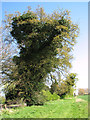 Ivy-clad oak beside Fakenham Road (A1067)