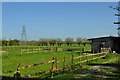 Sedgemoor : Grassy Field