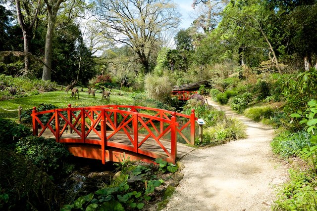 Chinese Bridges and Fallen tree at Abbotsbury Subtropical Gardens