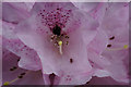 Close-up of a Rhododendron flower, Glendoick Gardens