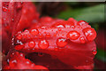 Raindrops on a Rhododendron flower, Glendoick Gardens