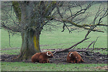 NN8666 : Highland cattle, Blair  Castle by Mike Pennington