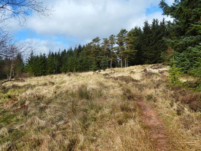 Path in Nobleston Wood