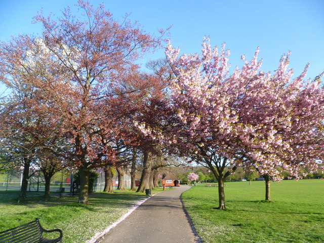Blossom in Eltham Park South © Marathon :: Geograph Britain and Ireland