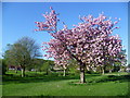 The Shuttle Riverway in spring