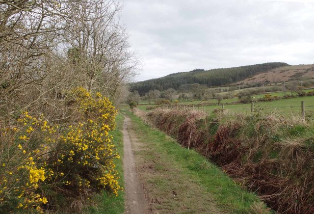Gorse by the Heritage Trail