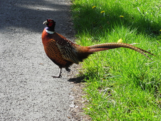 Pheasant at Glenkeen
