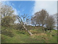 Woodland above Knockshield Burn