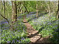 Track among the bluebells