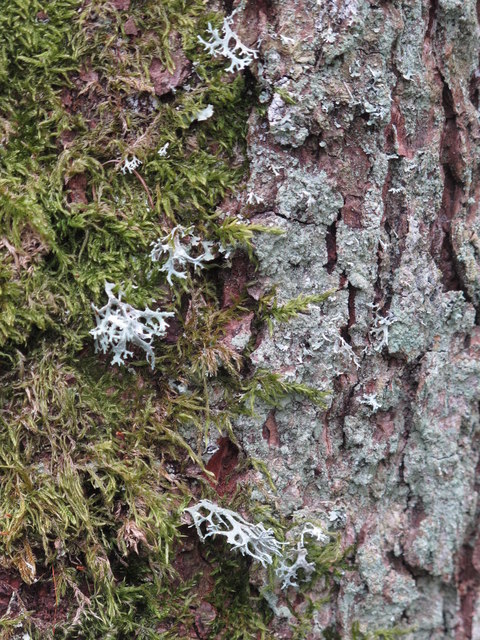 Lichen on a tree trunk above the River East Allen