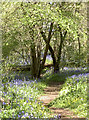 More bluebells beyond