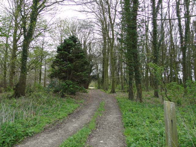Track through the trees at Broom Covert