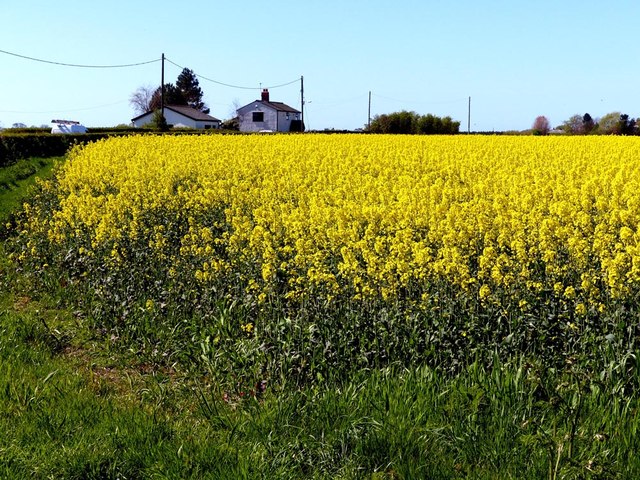 Rapeseed with Well Cottage on the skyline