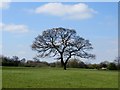 Tree in a field