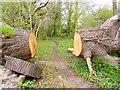 SZ3296 : Fallen Tree at Lymington Reed Beds by Mike Smith