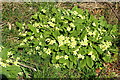 Wild Primroses near Banks Cottages