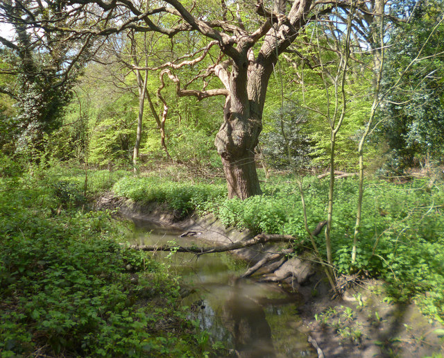 River Ching in the Woods \u00a9 Des Blenkinsopp cc-by-sa\/2.0 :: Geograph ...