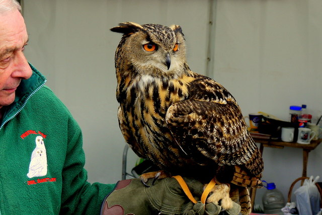 Eagle Owl with his handler