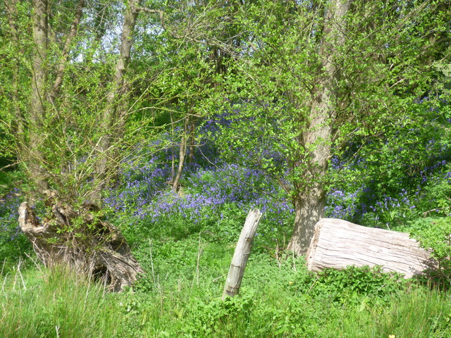 Bluebells near the path to Chiddingstone