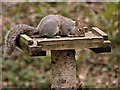 SD5714 : Grey Squirrel in Yarrow Valley Park by David Dixon