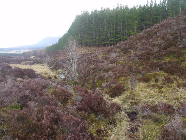 Corner of forest by Allt na Caoileig near Glen Feshie, Scottish Highlands