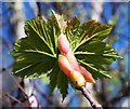 NR7384 : Sycamore leaf bud bursting by Patrick Mackie