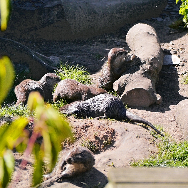 Otter Family at Martin Mere