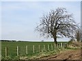 Tree near Strathaven