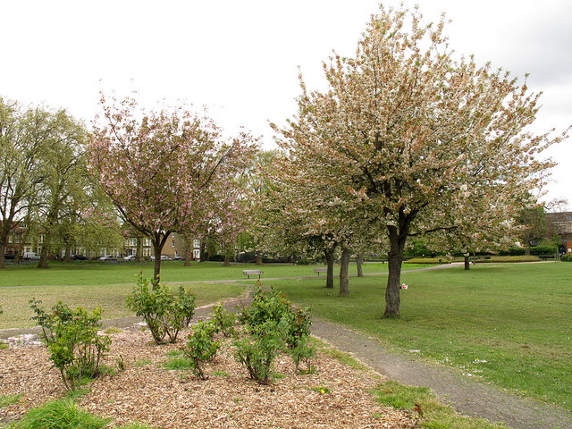 Spring blossom, Deptford Park