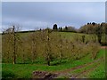 Orchard near Staunton