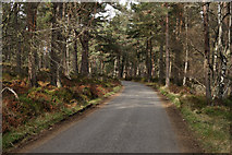 NH9917 : Abernethy Forest by Peter Trimming