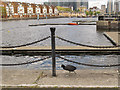 Coot at Greenland Dock