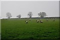 Mid Devon : Grassy Field & Sheep