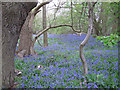 Bluebells in Kedge