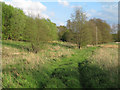 Meadow near Chestnut Grove, Assington