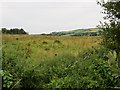 Field on the edge of Strabane