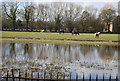 Flooded grazing land