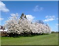 Flowering Trees in the Park