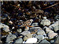 Sandpiper, Larne