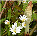 Stitchwort and horsetail ferns, Trooperslane, Carrickfergus