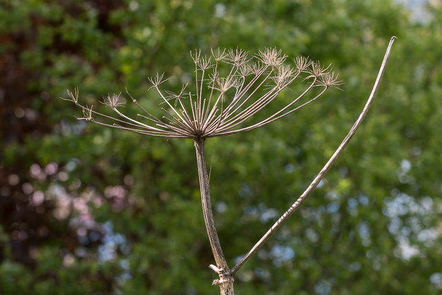 Giant Hogweed Seedhead in Trent Park, Cockfosters, Hertfordshire