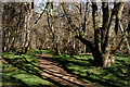 Path Through the Woods