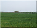 Arable land near Rockingham