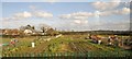 Allotments south of Appleford