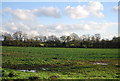 Crops near Swilland